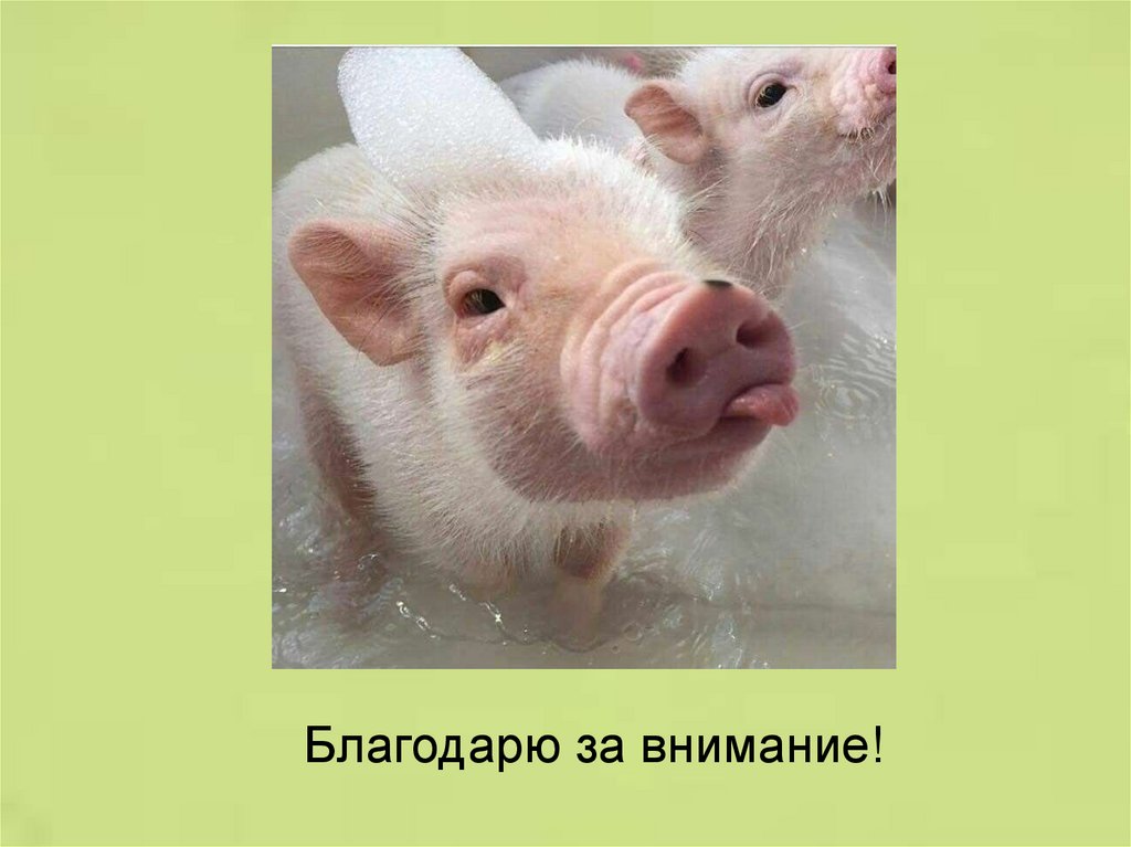 Свинья окружающий мир 3 класс. Спасибо за внимание свинья. Свинка для презентации. Свинья слайд. Спасибо за внимание поросенок.