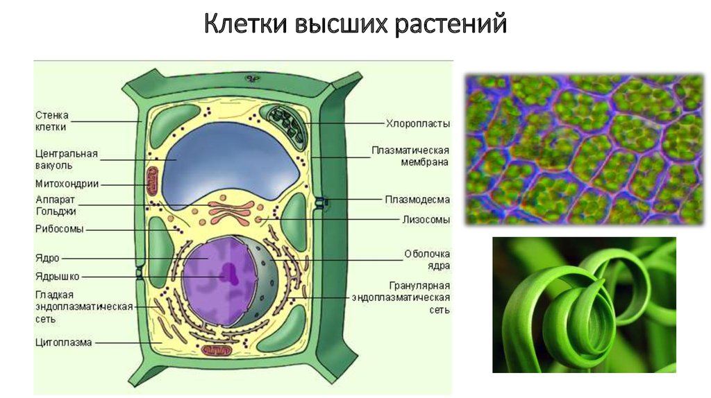 Клетка растения клеточная стенка