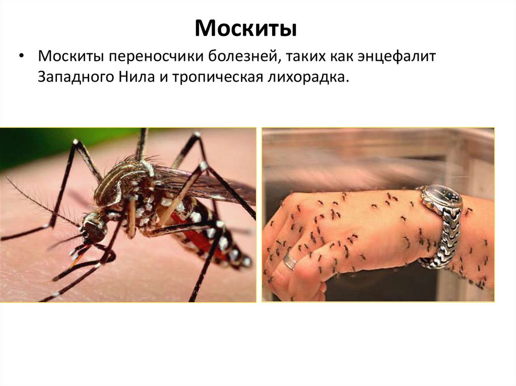 Насекомые вызывающие заболевания. Москиты переносчики заболевания. Укусы ядовитых насекомых. Москиты являются переносчиками. Комары являются переносчиками.