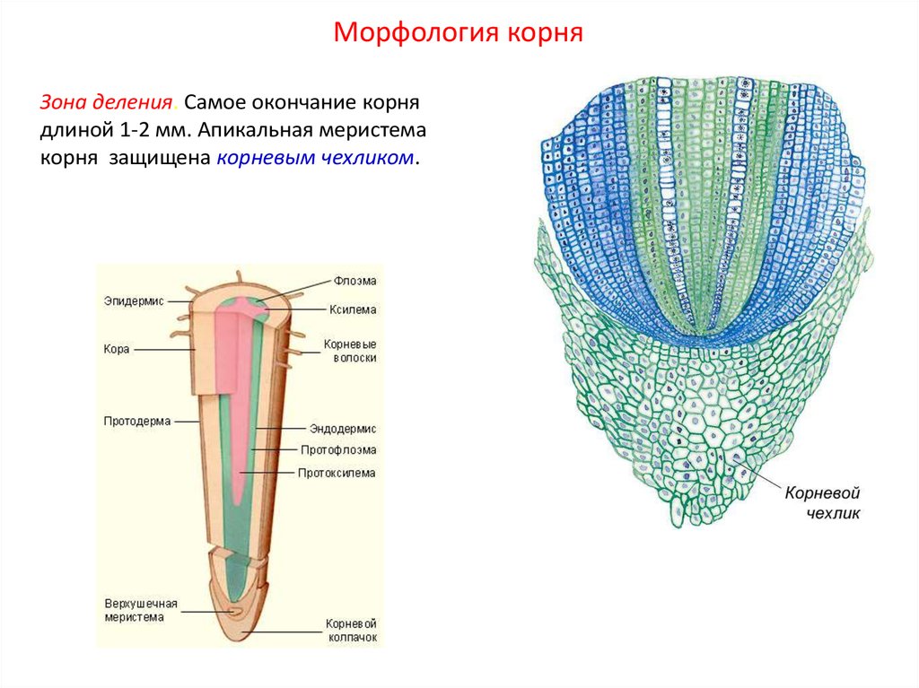 Образовательная ткань растений впр. Апикальная меристема корня. Корневой чехлик строение клеток. Корневой чехлик зона деления. Корневой чехлик ткань.