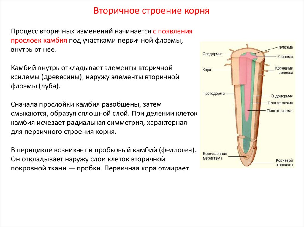 Сосуды корня расположены. Первичное Анатомическое строение корня кратко. Анатомическая структура первичного строения корня. Первичное и вторичное строение корня отличия. Вторичное Анатомическое строение корня.