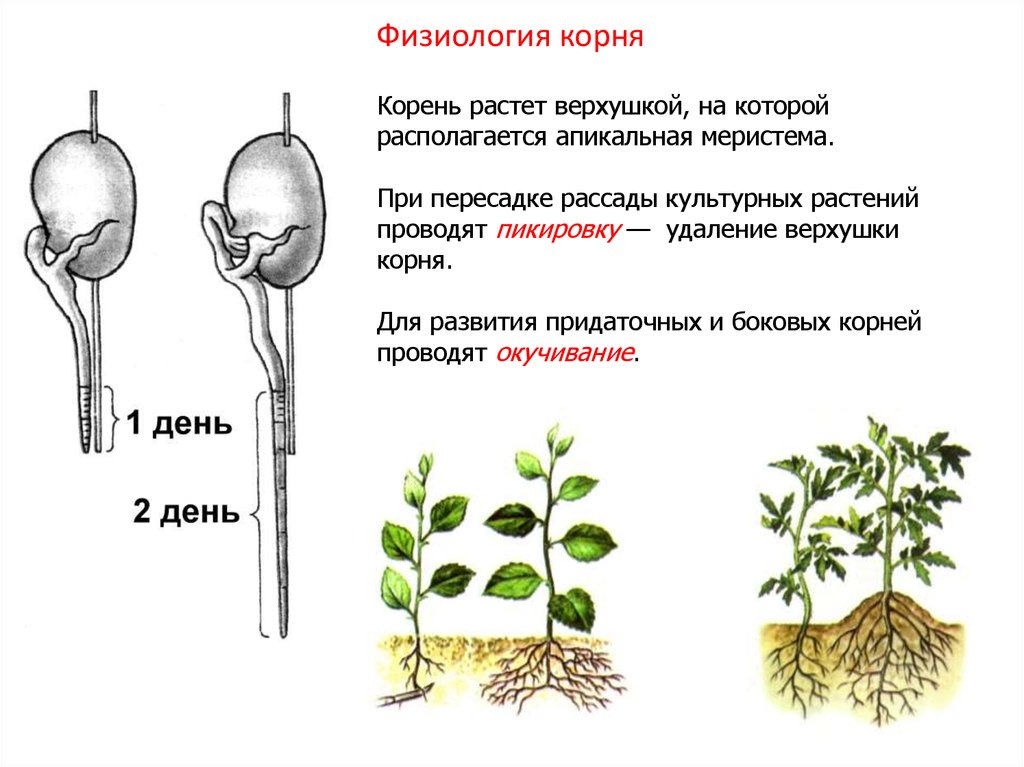 Верхушка побега и корня. Пикировка окучивание биология. Корень растет верхушкой. Физиология корня растений.