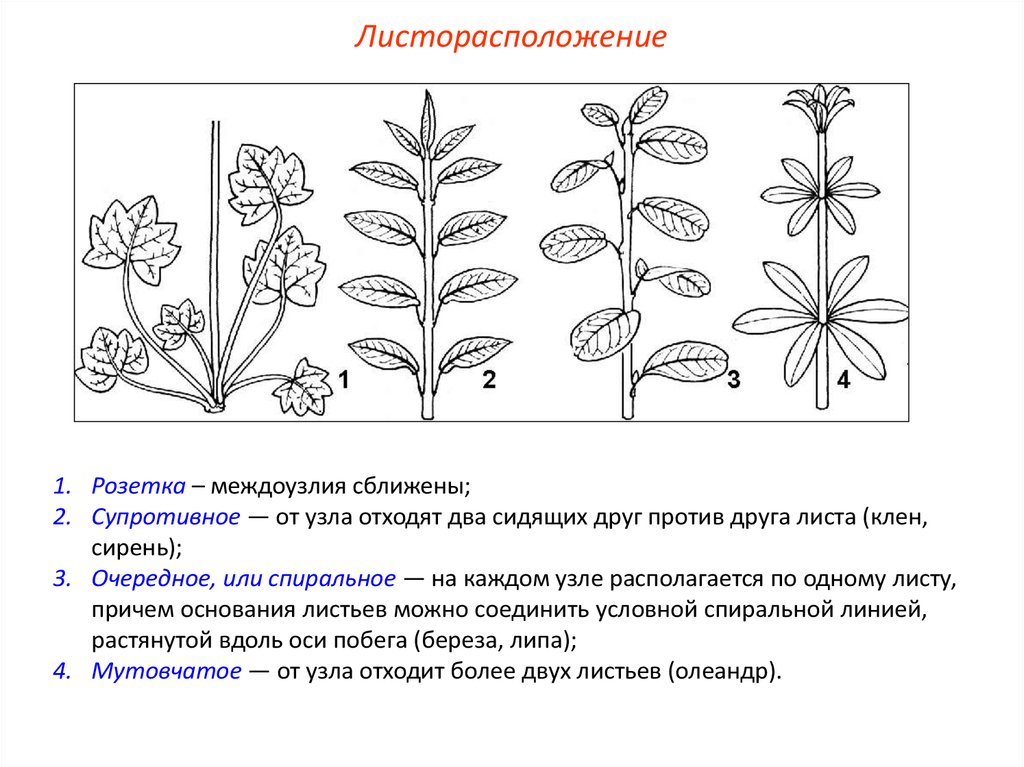 3 типа листорасположения