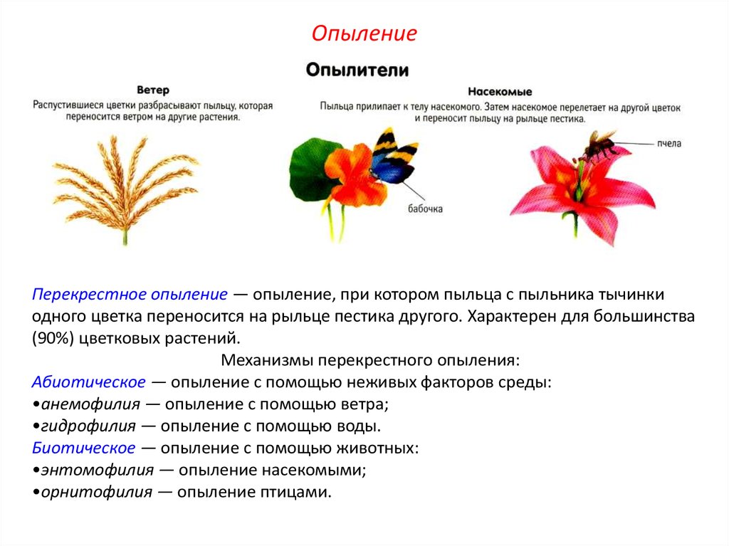 Какая ботаническая наука изучает опыление. Способы опыления растений. Процесс опыления цветковых растений. Типы опыления цветковых растений. Опылители цветковых растений.
