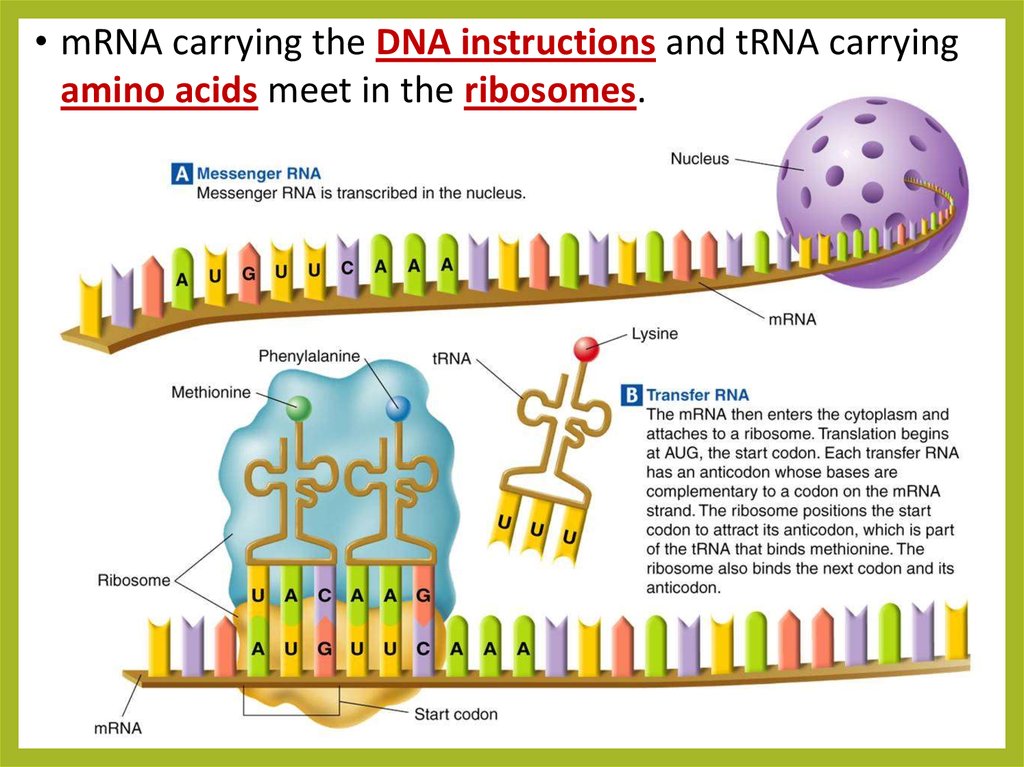 prokaryotic-transcription-enzymes-steps-significance