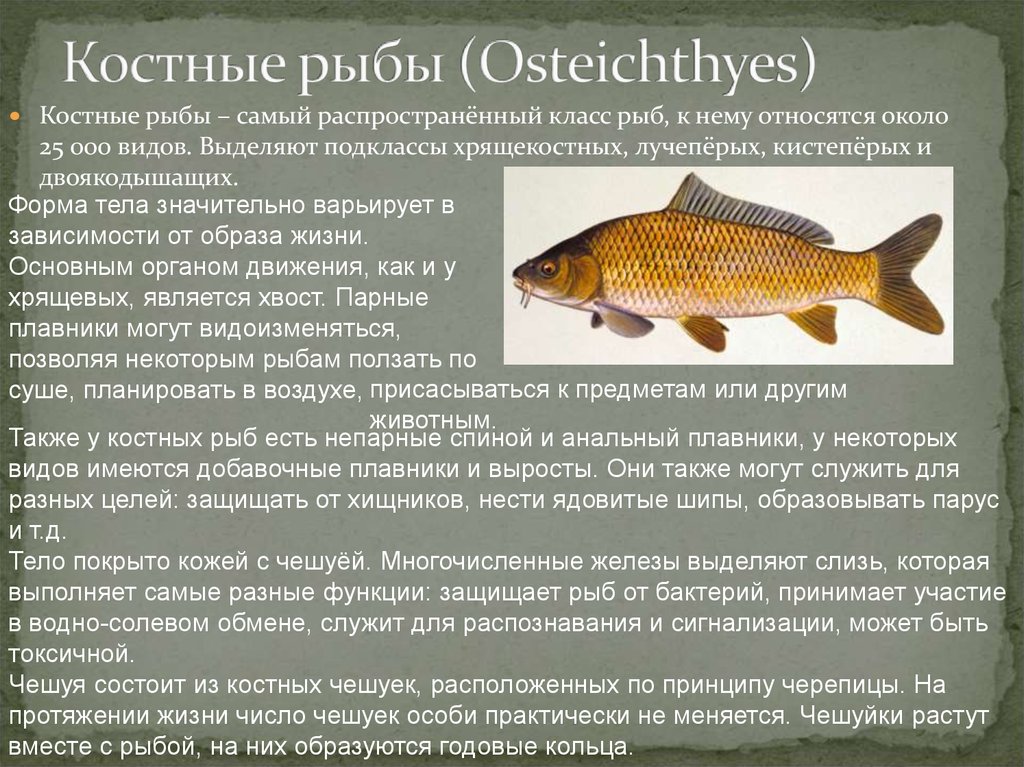 Доклад про классы рыб. Костные рыбы. Класс костные рыбы. Общая характеристика рыб. Общая характеристика костных рыб.