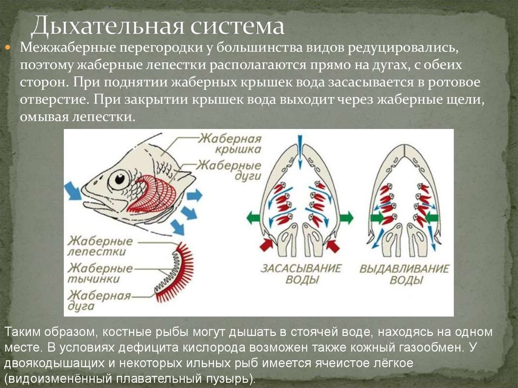 Рыба дышащая легкими. Строение жабр межжаберные перегородки. Механизм дыхания двоякодышащих рыб. Дыхательная система костных рыб схема. Дыхательные органы рыб.