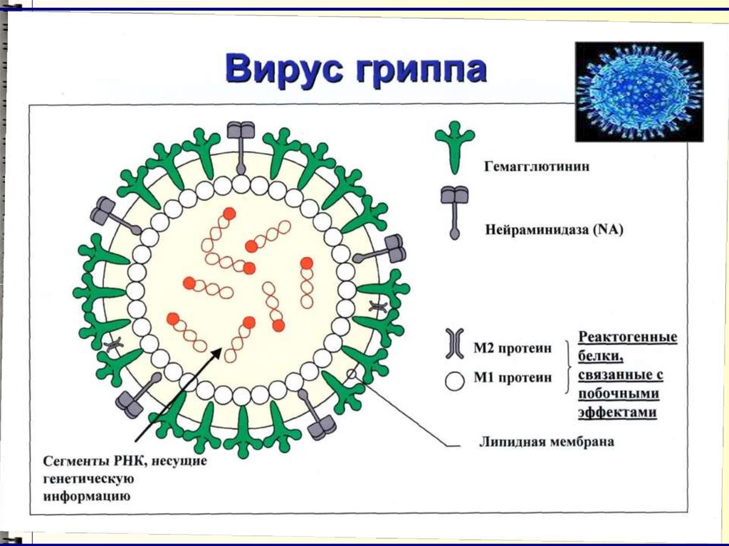 Геном гриппа. Вирус полиомиелита строение. Строение вируса гриппа. Гемагглютинин вируса гриппа. Гемагглютинин и нейраминидаза вируса гриппа.