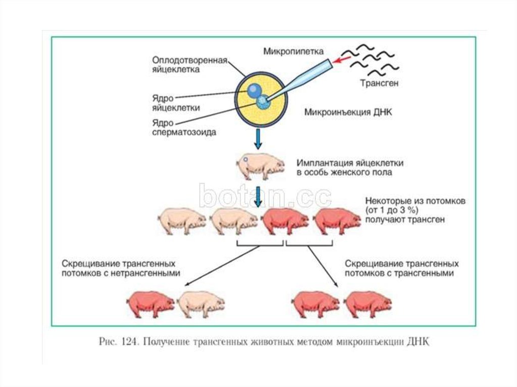 Этапов биотехнологии получения инсулина. Схема трансформации животных методом микроинъекции. Технология получения трансгенных животных. Схема получения трансгенных растений микроинъекция. Получение трансгенных животных генная инженерия.