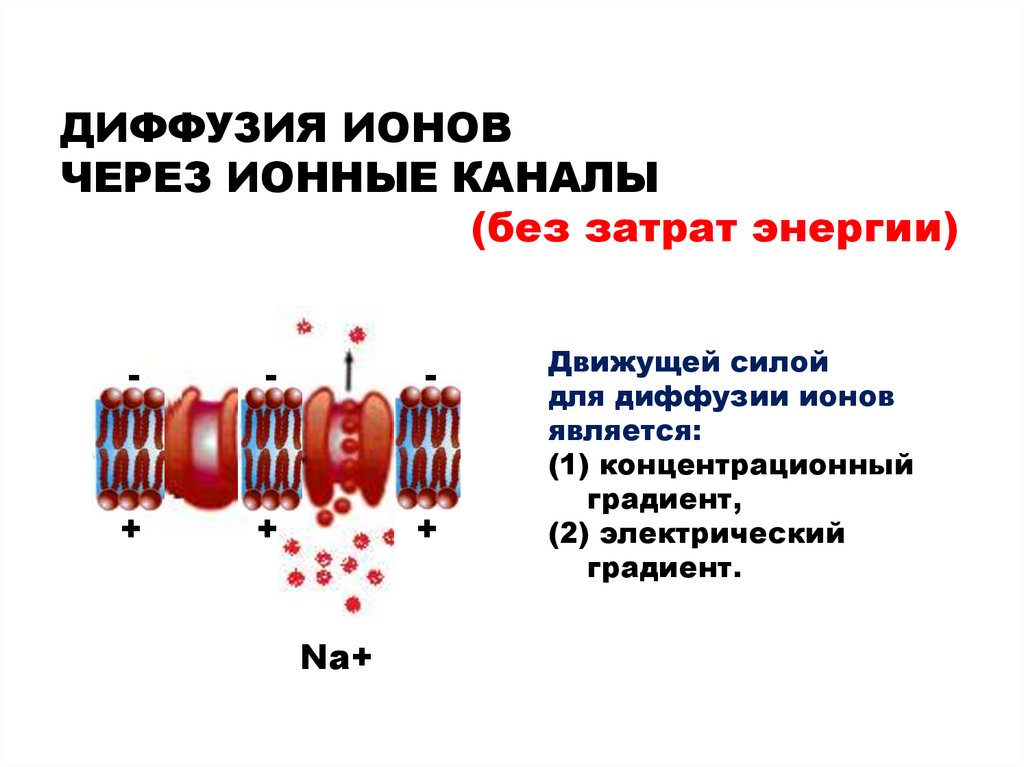 Ионы через мембрану