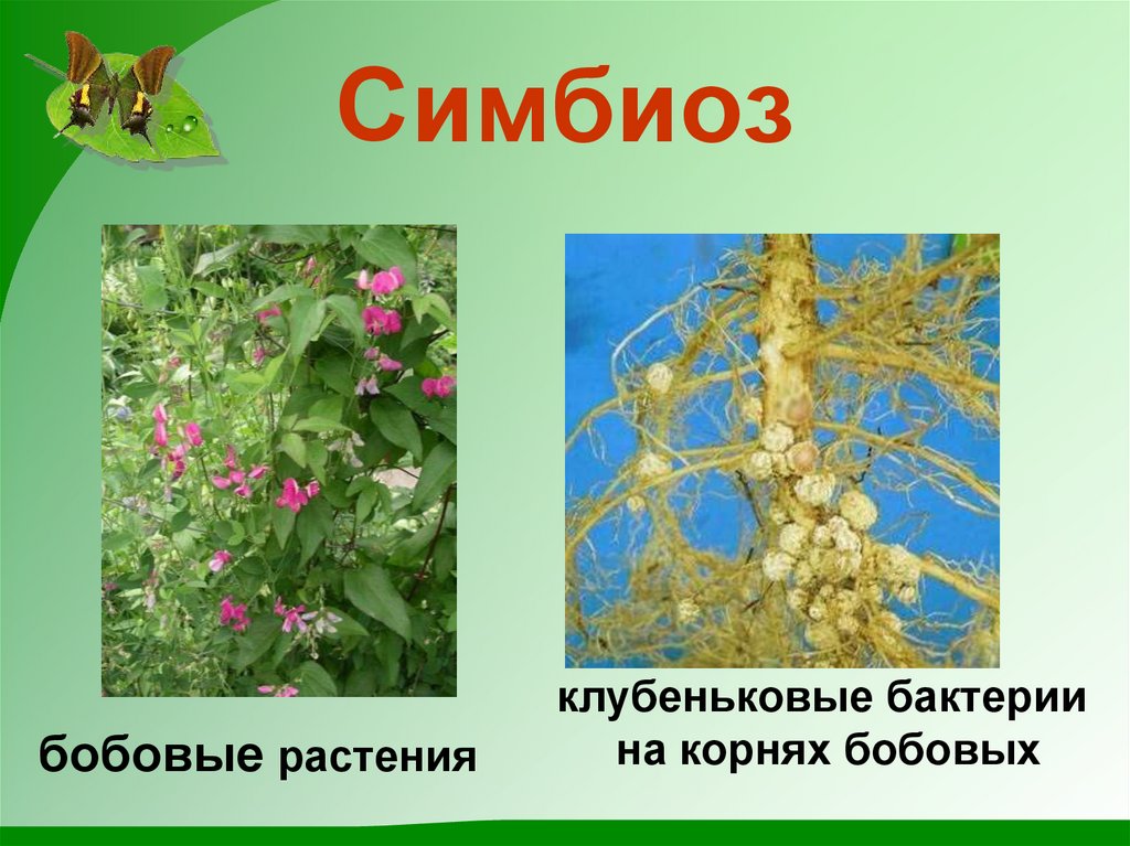 Клубеньковые растения на корнях бобовых растений