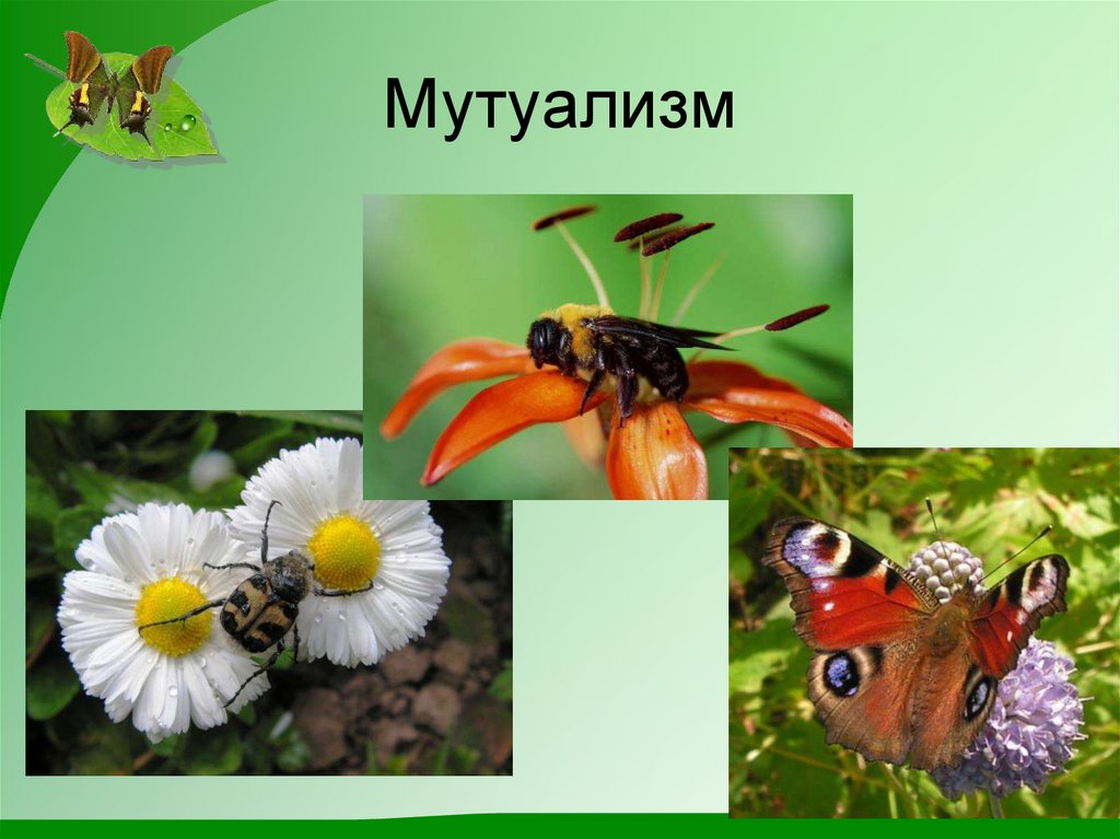 Мутуализм