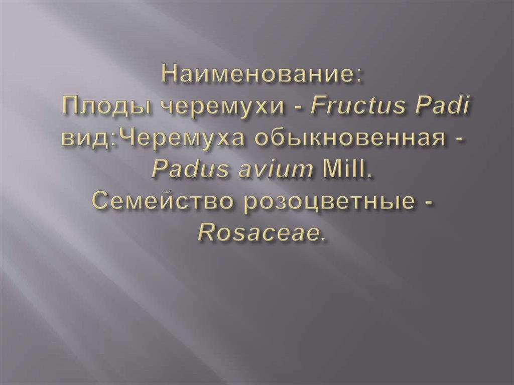 Наименование: Плоды черемухи - Fructus Padi вид:Черемуха обыкновенная - Padus avium Mill. Семейство розоцветные - Rosaceae.