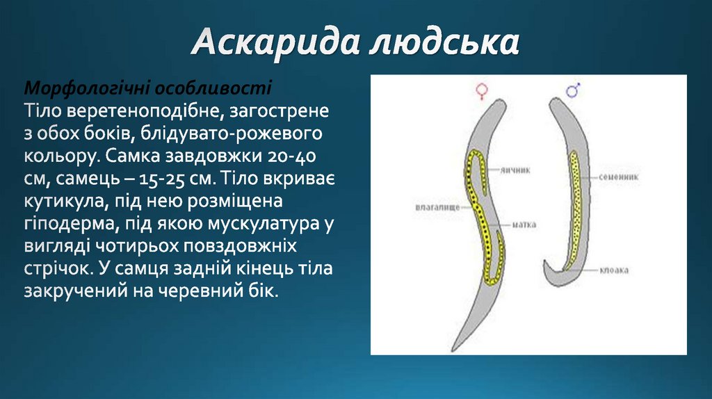 Наличие первичной полости тела у каких червей