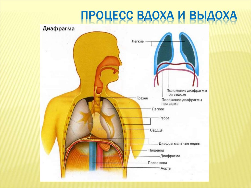 Какое дыхание соответствует схеме вдох остановка выдох