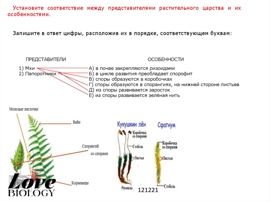 Циклы развития растений проверочная работа 10 класс. Установите соответствие между группами и видами птиц