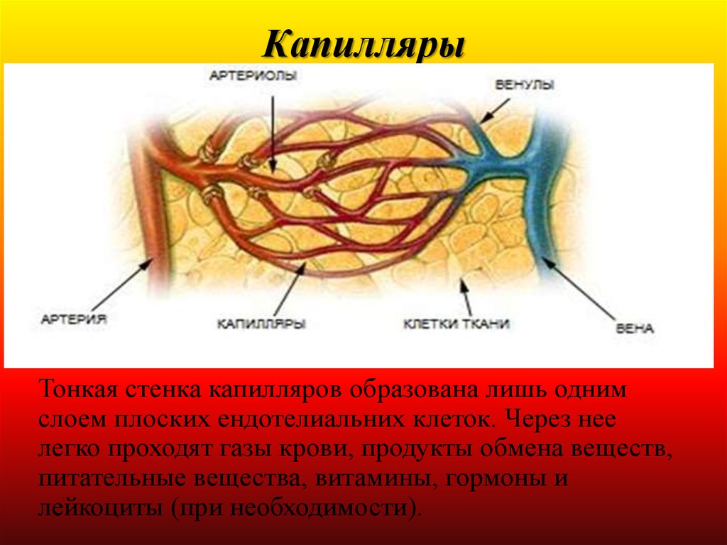 Стенки капилляров. Стенка капилляра образована:. Сосудистая система. Стенки капилляров из. Капилляры для газов крови.