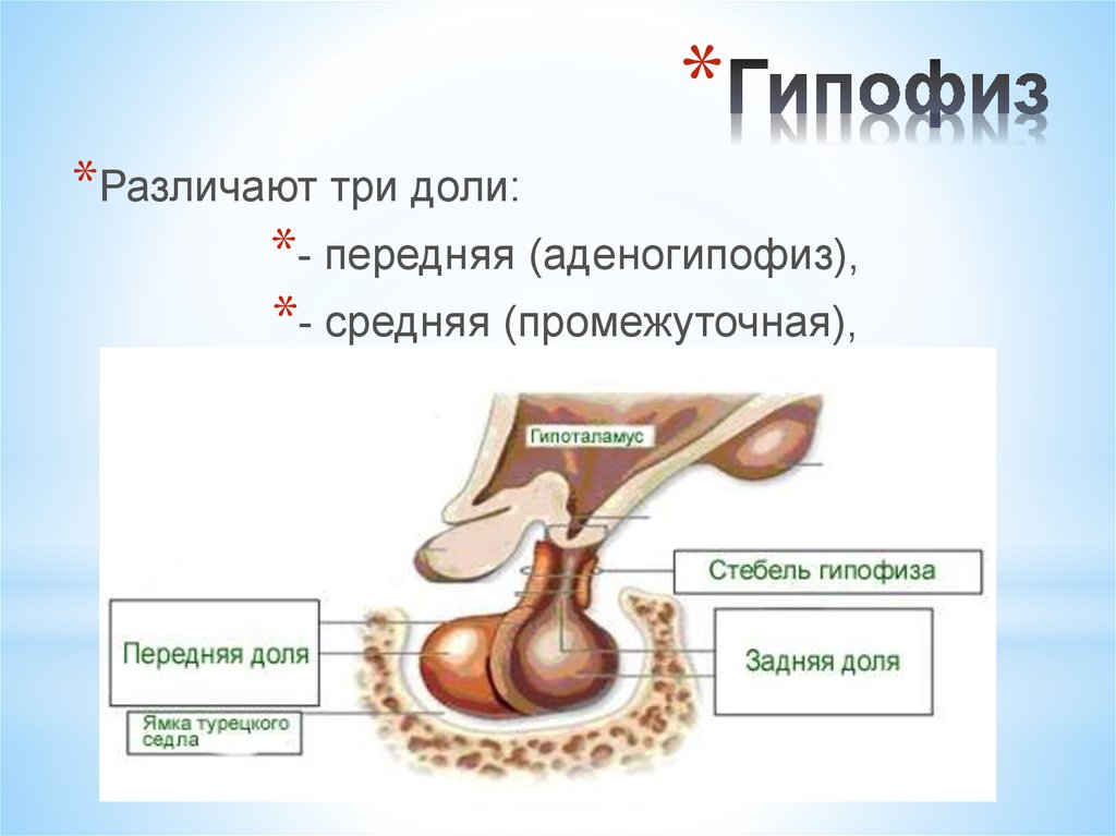 Гипофиз ткань. Строение передней доли гипофиза. Анатомические структуры передней доли гипофиза. Гипофиз строение доли.