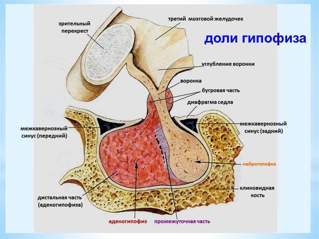 Гипофиз картинка строение