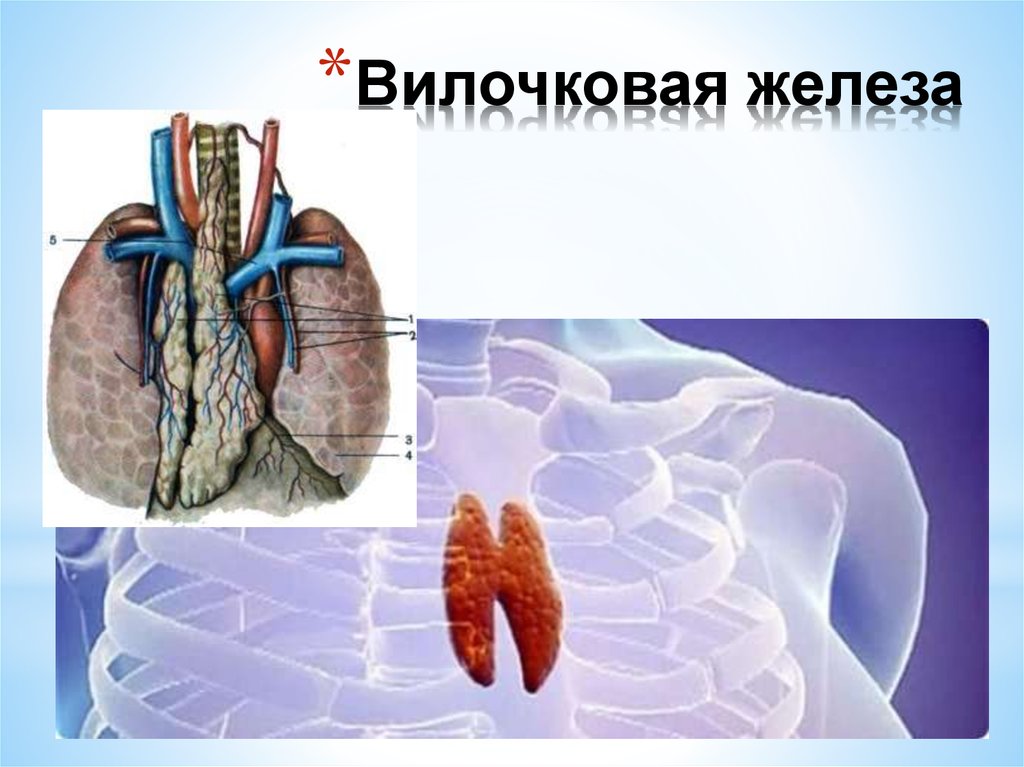 Где находится вилочковая железа у человека рисунок