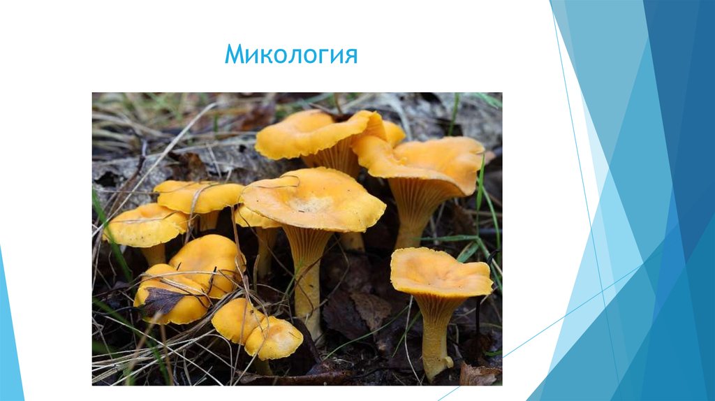 Микология это