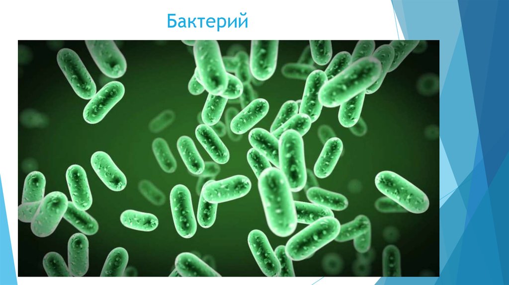 Наука изучающая бактерии называется. Бактериология это наука о. Что изучает бактериология. Наука о микробах. Бактериология это в биологии.