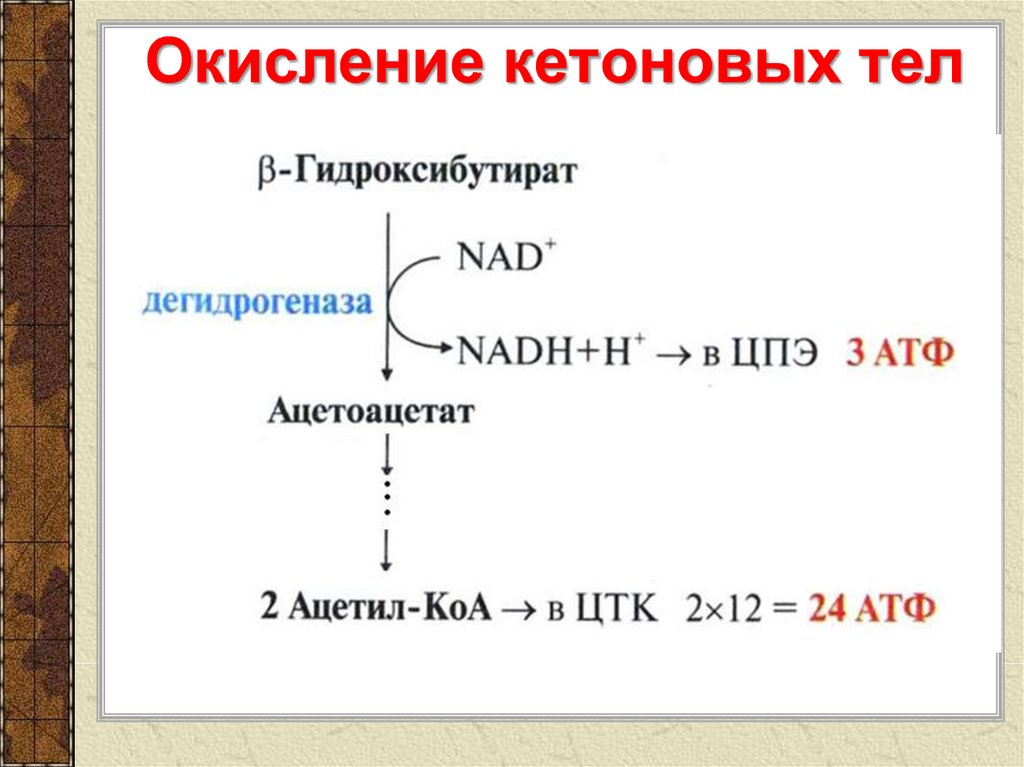 Схема обмена кетоновых тел