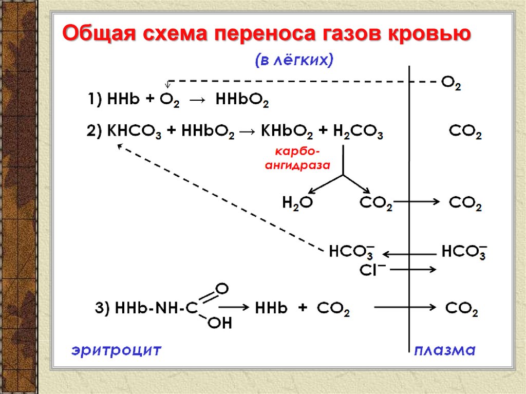 Перенос газов. Перенос газов кровью схема. Общая схема переноса газов кровью. Перенос кислорода кровью схема. Схема переноса углекислого газа кровью.