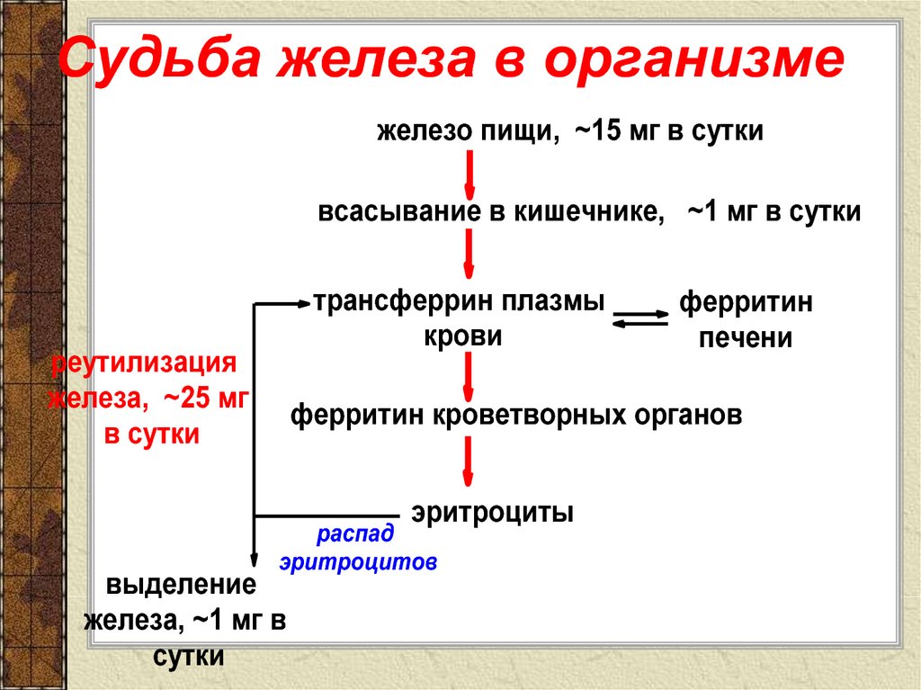 Схема распада гемоглобина