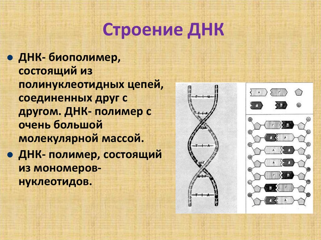 Информация о структуре днк