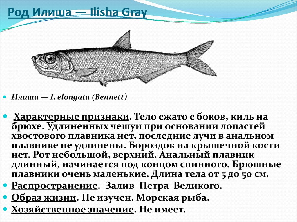 Виды сельди. Сельдевые характеристика. Сельдевые рыбы характеристика. Семейство сельдевые представители. Сельдевые рыбы представители.