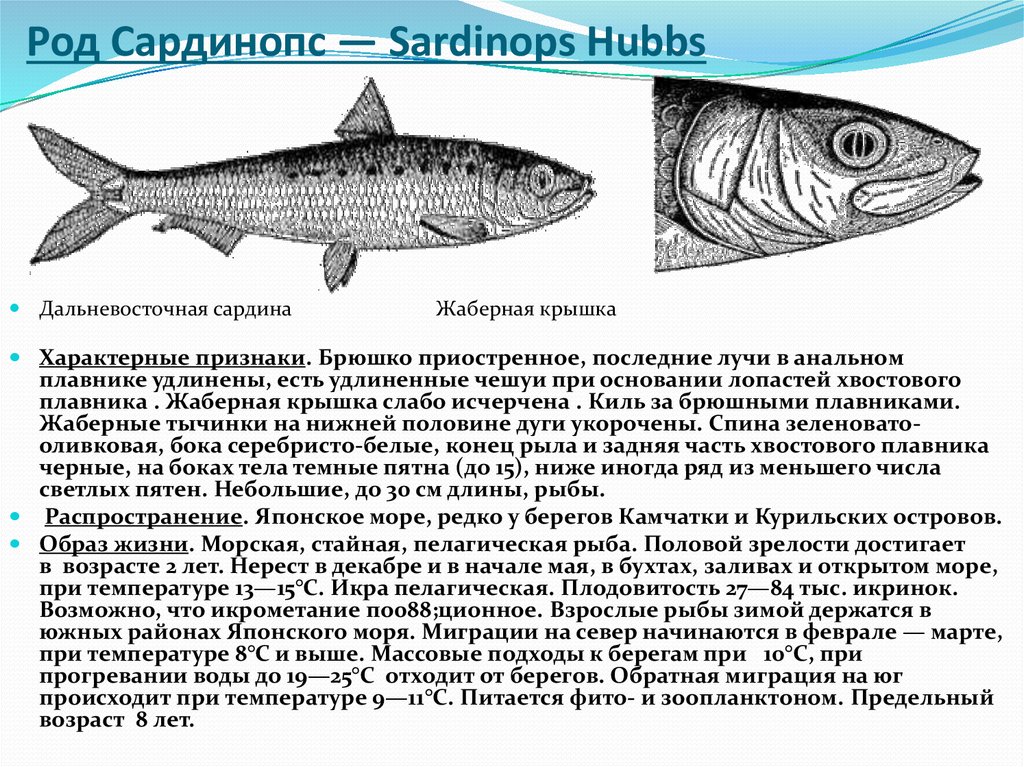 Рыба сардина фото и описание