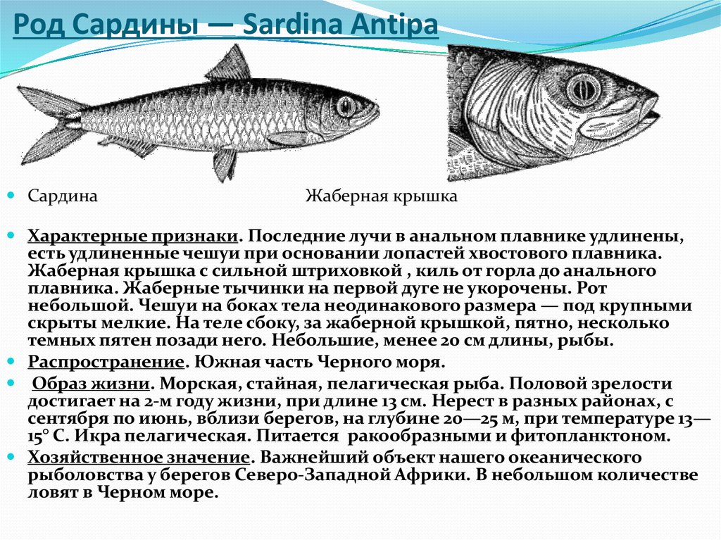 Мелкая промысловая рыба 6 букв