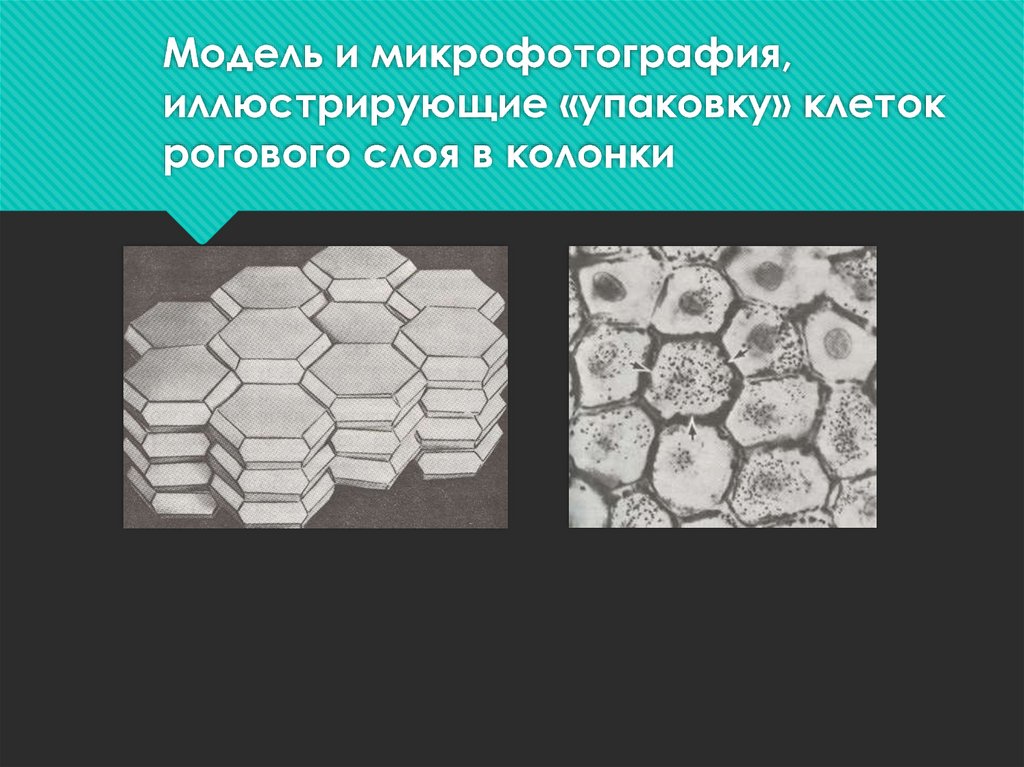 Модель и микрофотография, иллюстрирующие «упаковку» клеток рогового слоя в колонки