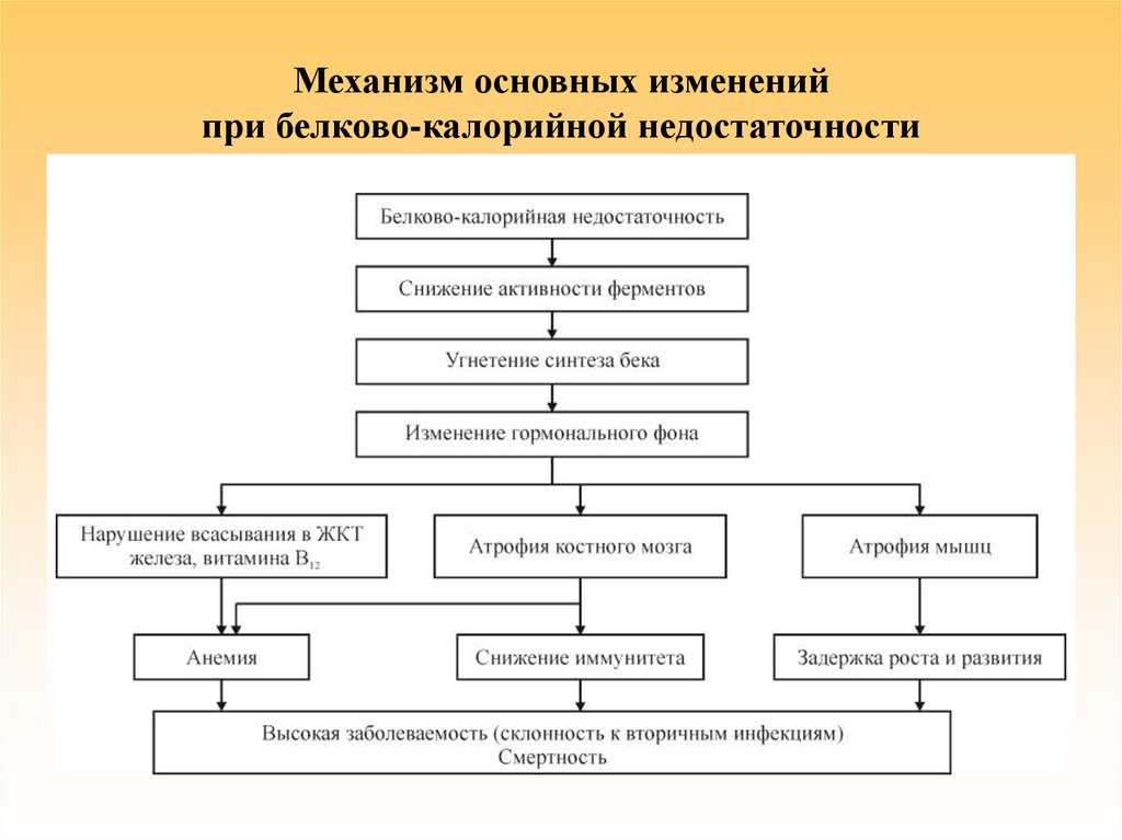 Главное изменение. Механизм основных изменений при белково-калорийной недостаточности. Патогенез белково-калорийной недостаточности. Белково калорийная недостаточность патфиз. Патогенез белково-энергетической недостаточности схемы.