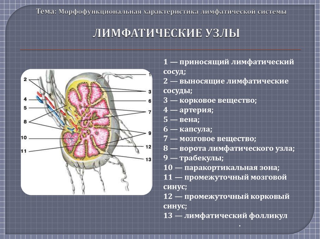 Таблица лимфоузлов. Характеристика элементов лимфатической системы. Функции лимфатических узлов анатомия. Строение лимфатической системы человека таблица. Лимфатическая система таблица лимфатические узлы.