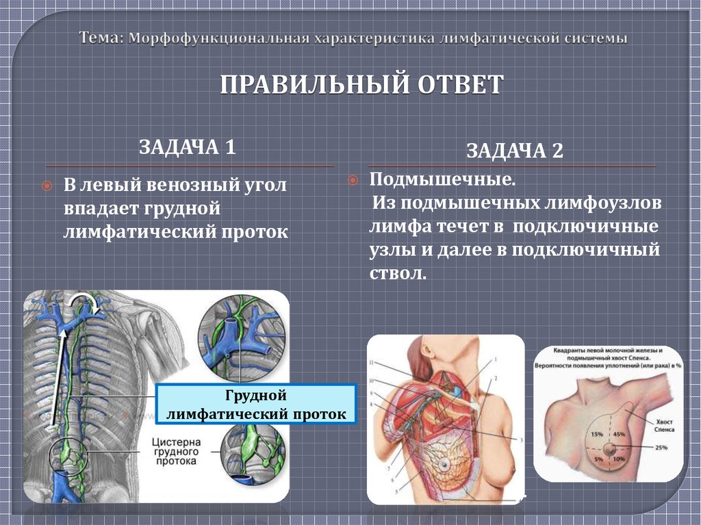 Морфофункциональная характеристика органов