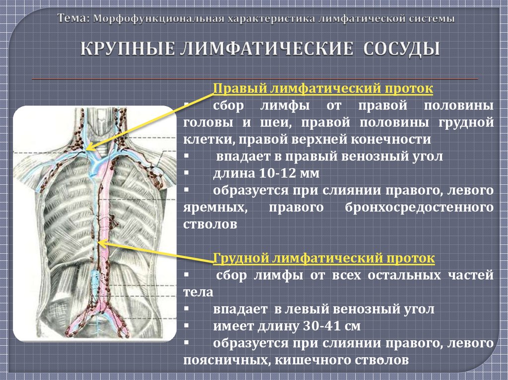 Морфофункциональная характеристика органов