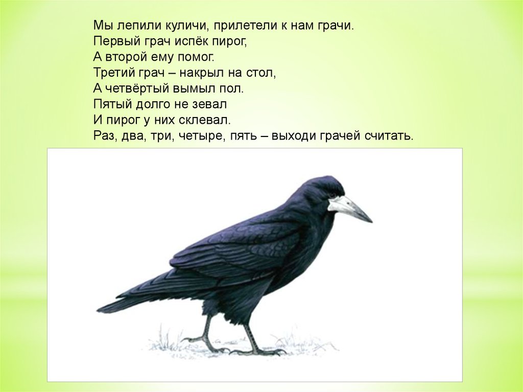 Род слова грач. Грач для детей. Грач для детей младшей группы. Детям о Граче в детском саду. Пальчиковая гимнастика Грачи.