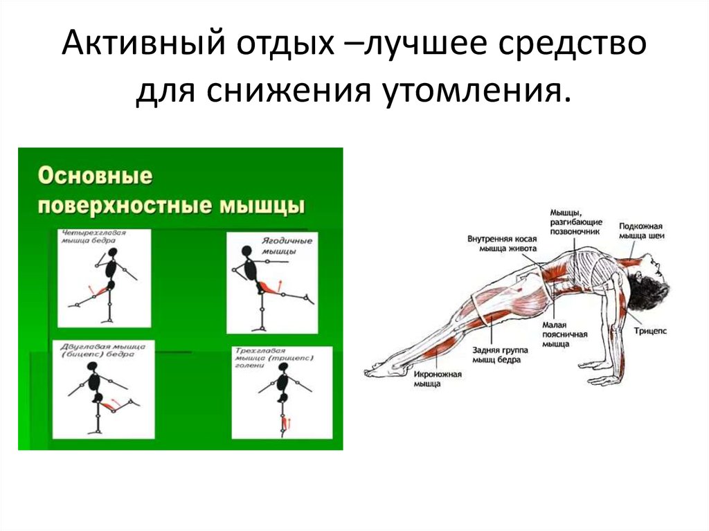 Антагонист трицепса. Мышцы антагонисты и синергисты. Мышцы антагонисты примеры. Мышцы агонисты антагонисты синергисты упражнения. Работа мышц антагонистов.