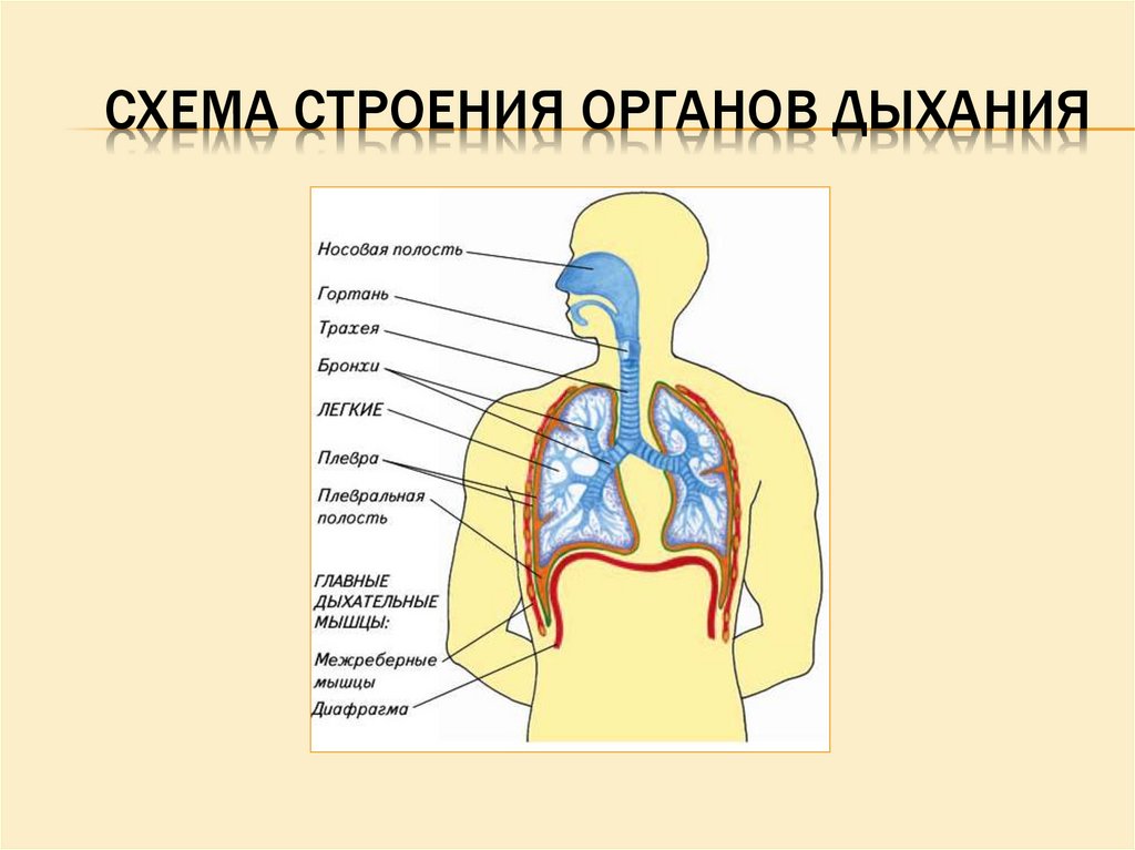 Органы дыхания человека схема