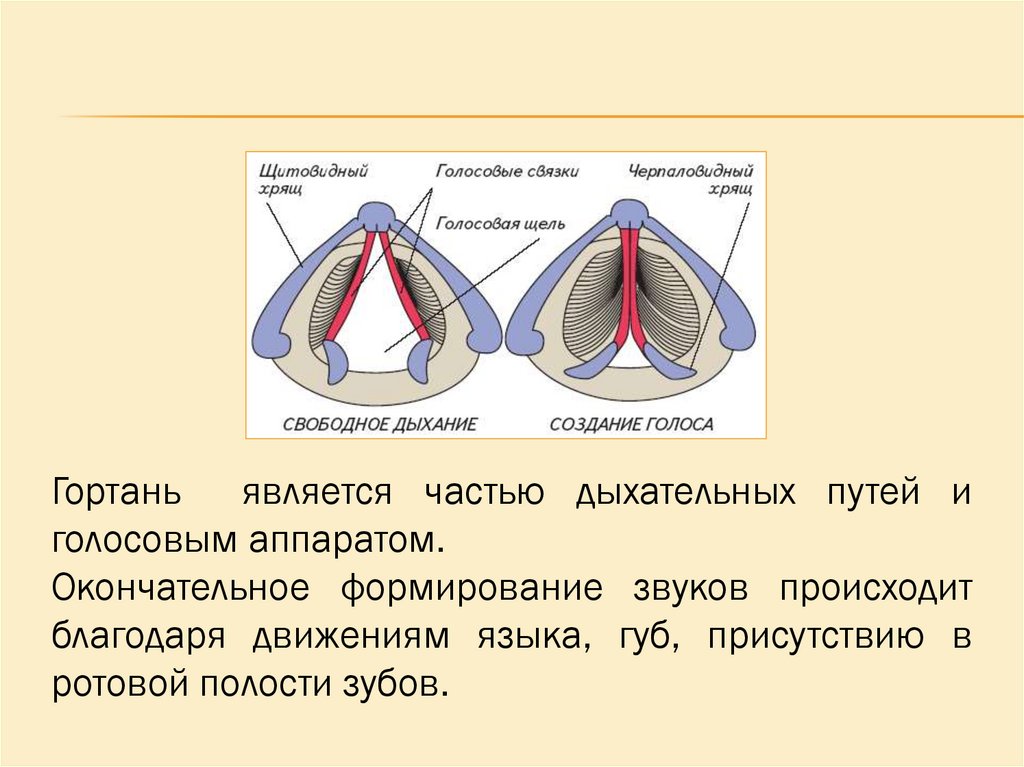 Свойство дыхания человека