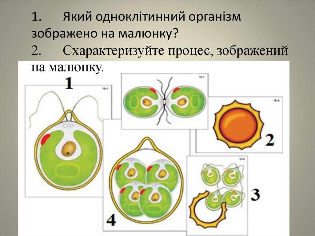 Модель аппликация. Макет водоросли 5 класс. Аппликация на тему водоросли. Макет водоросли 5 класс биология. Сделать макет по биологии 5 класс одноклеточные водоросли.