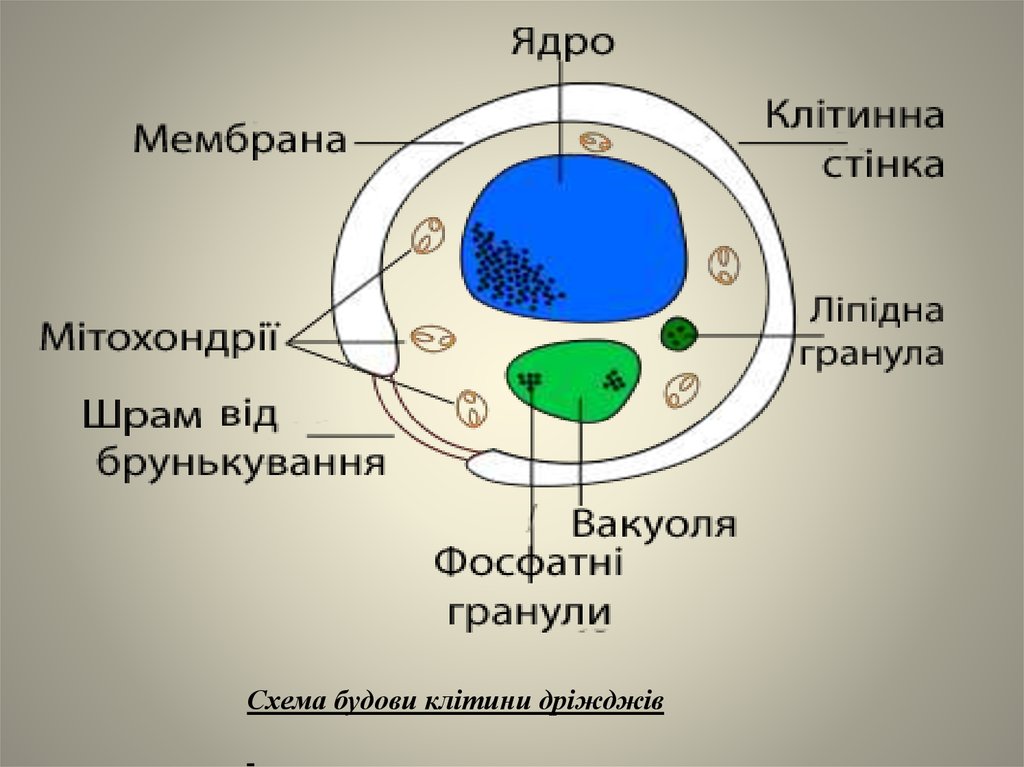 Загальний план будови клітини