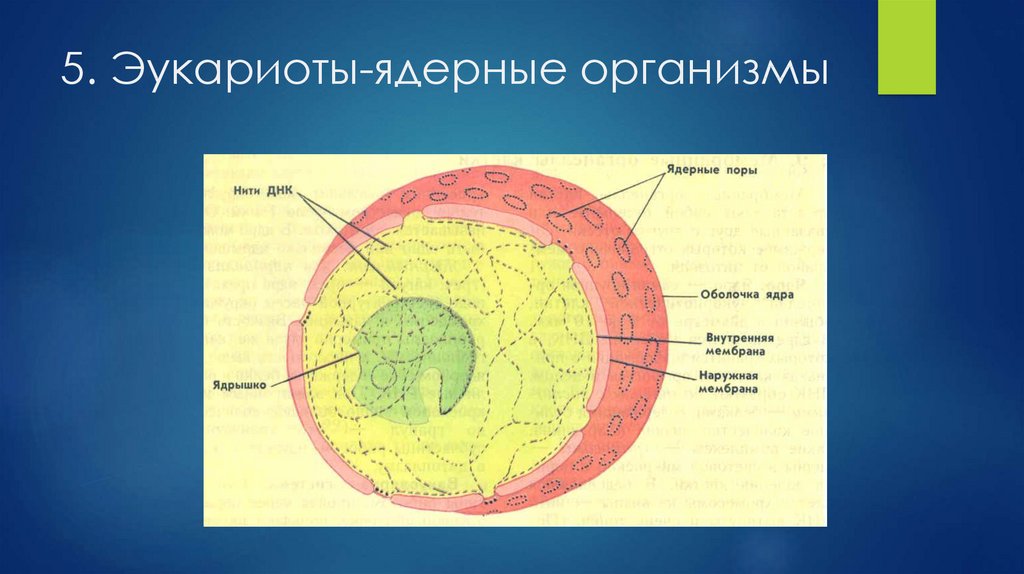 Ядерные организмы или эукариоты 5 класс биология