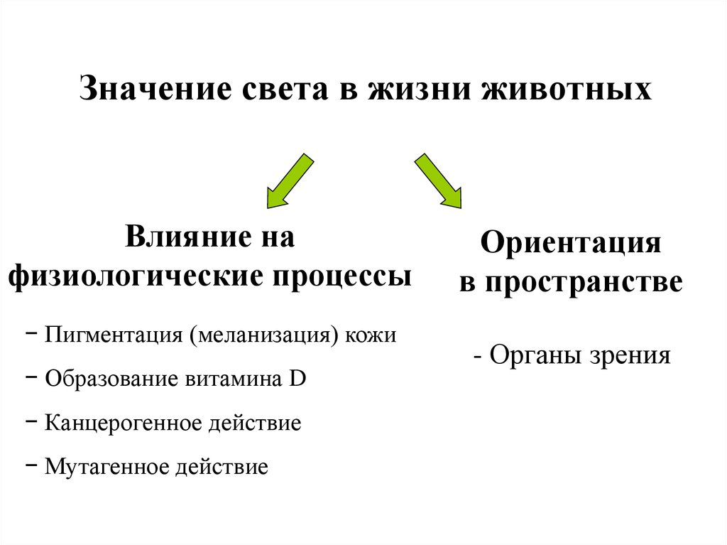 Роль света. Роль света в жизни животных. Роль света в жизни растений и животных. Значение света для растений и животных. Свет и его роль в жизни организмов.