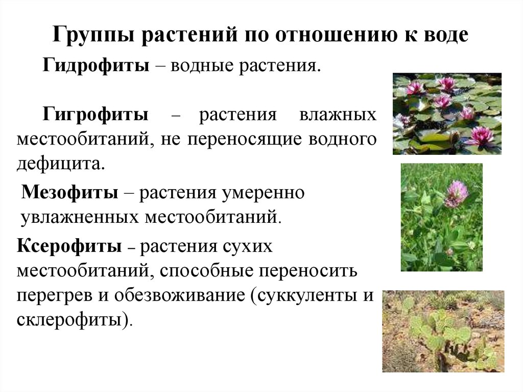 Экологическая группа ксерофиты. Гигрофиты приспособления. Растения по отношению к воде. Группы растений по отношению. Экологические группы водных растений.