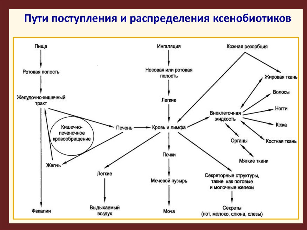 Схема метаболического пути в ходе которого происходит утилизация кислорода в тканях