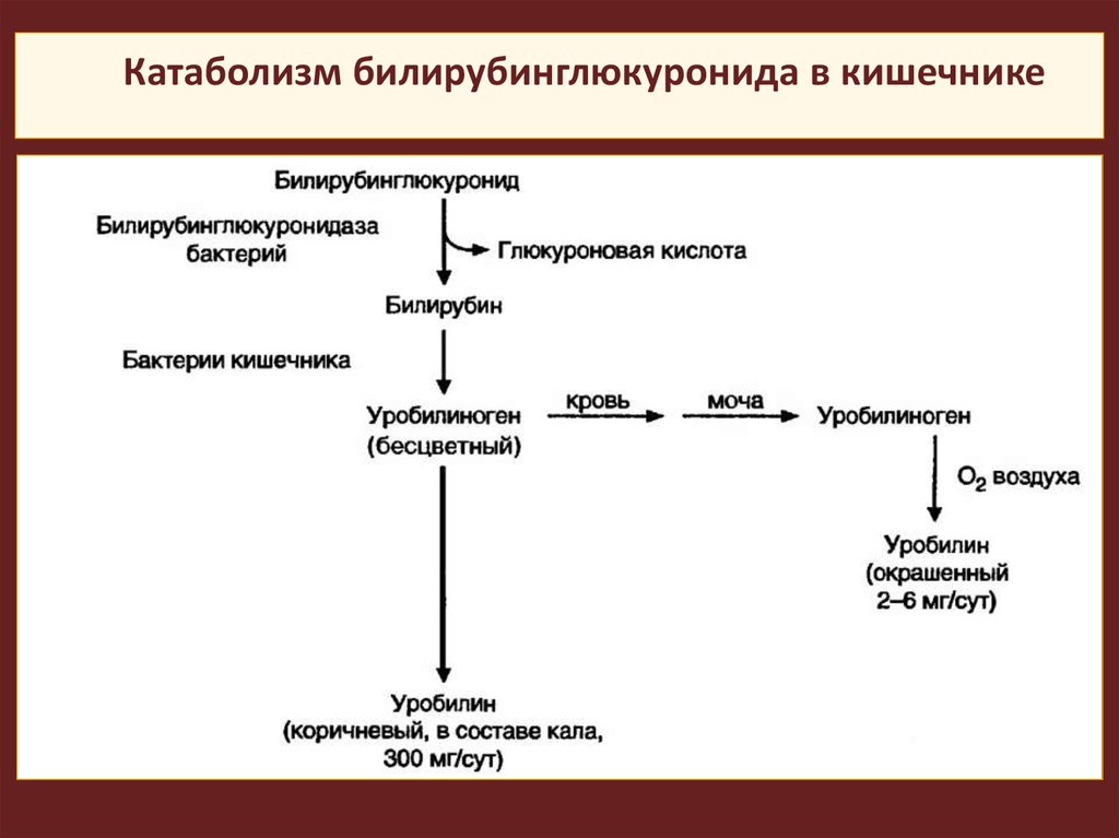 Схема превращения билирубина в кишечнике