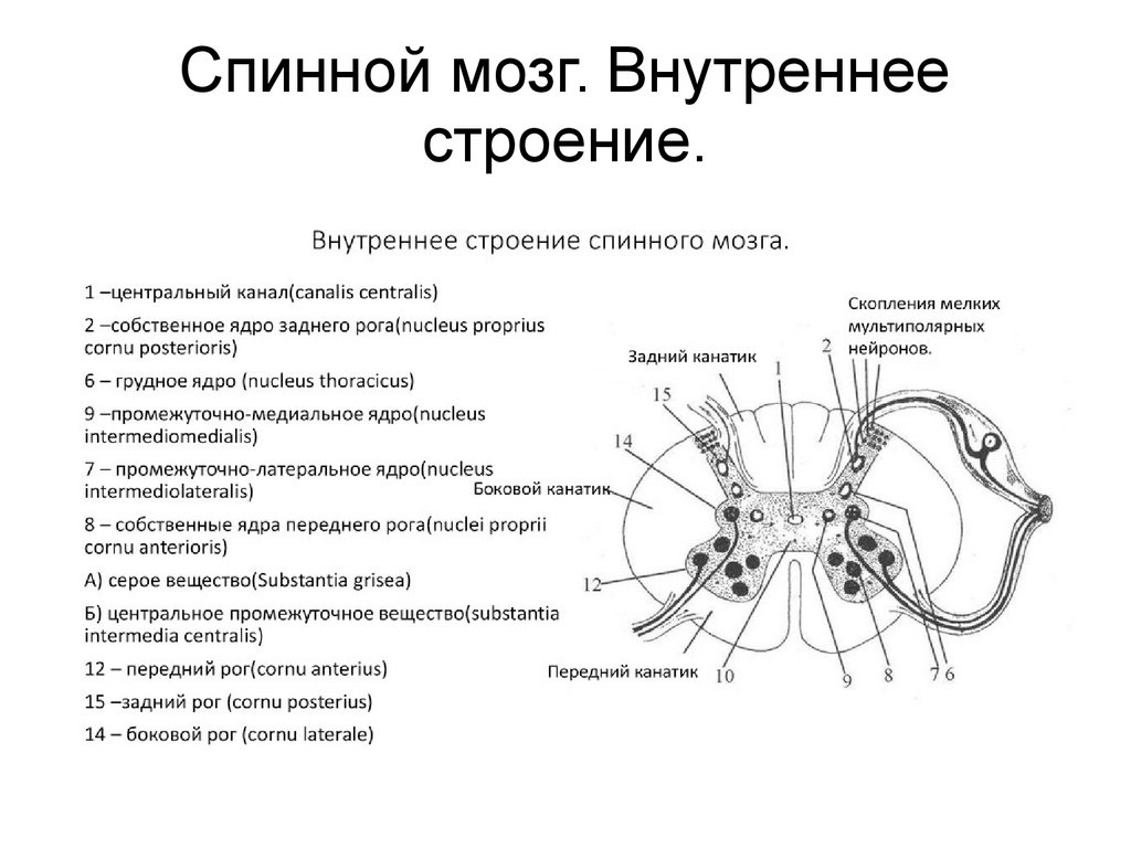 Центральное ядро спинного мозга. Структура внутреннего строения спинного мозга. Внутреннее строение спинного мозга анатомия. Анатомические структуры сегмента спинного мозга. Схема внутреннего строения спинного мозга анатомия.